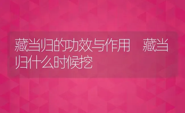 藏当归的功效与作用 藏当归什么时候挖 | 养殖资料投稿