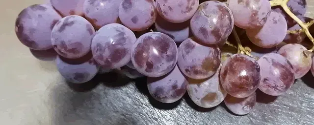 葡萄树怎么管理