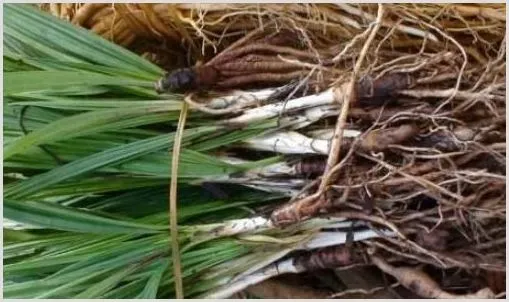 仙茅的别名叫什么？一般种植几年才能收获？ | 热门养殖项目