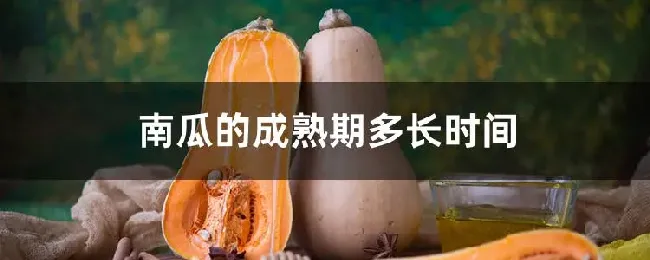 南瓜的成熟期多长时间