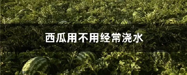 西瓜用不用经常浇水