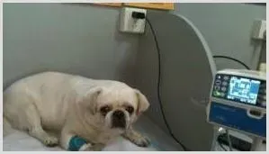 动物铁缺乏症和铁中毒的症状与防治 | 致富养殖项目