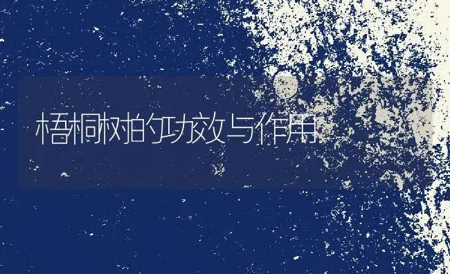 梧桐树的功效与作用 | 养殖资料投稿