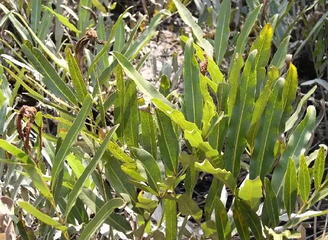 对开蕨是重点保护野生植物