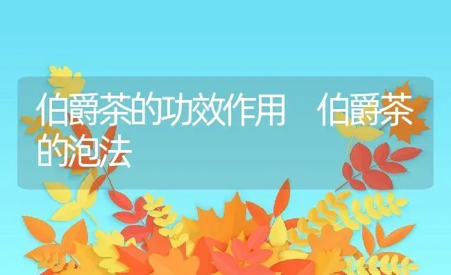 伯爵茶的功效作用 伯爵茶的泡法 | 养殖资料投稿