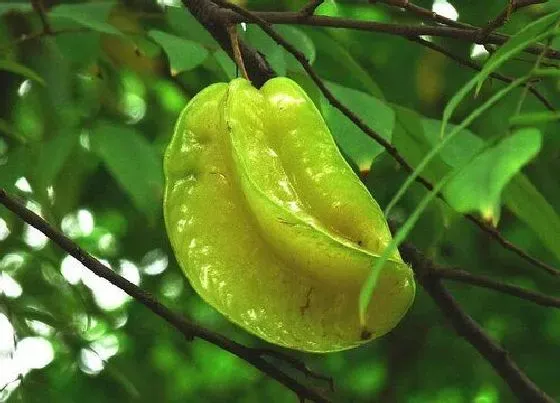 种植前景|杨桃种植条件 适合在什么地方种植