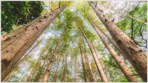 2020年大面积种植什么树效益高？这6种树种可供选择！ | 养殖项目前景