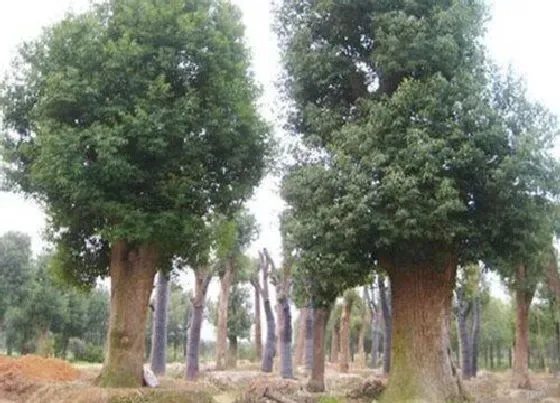 种植前景|香樟北方可以种吗