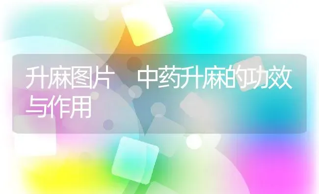 升麻图片 中药升麻的功效与作用 | 养殖资料投稿