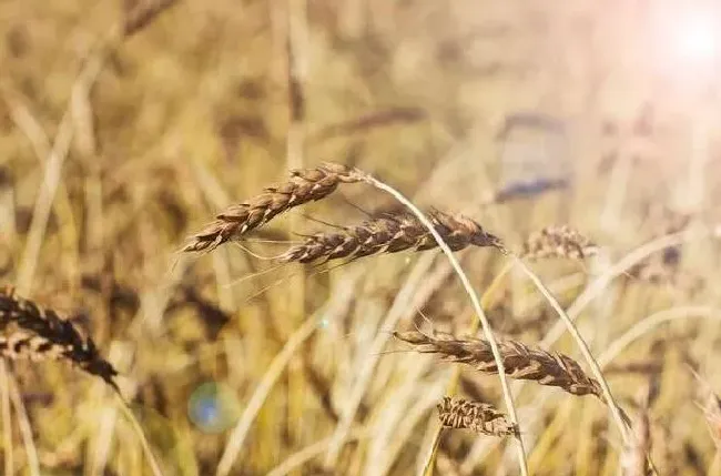 种植前景|粮食亩产量一般多少斤 粮食作物亩产量及利润分析