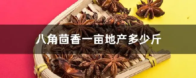 八角茴香一亩地产多少斤