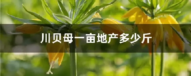 川贝母一亩地产多少斤