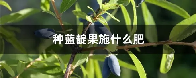 种蓝靛果施什么肥