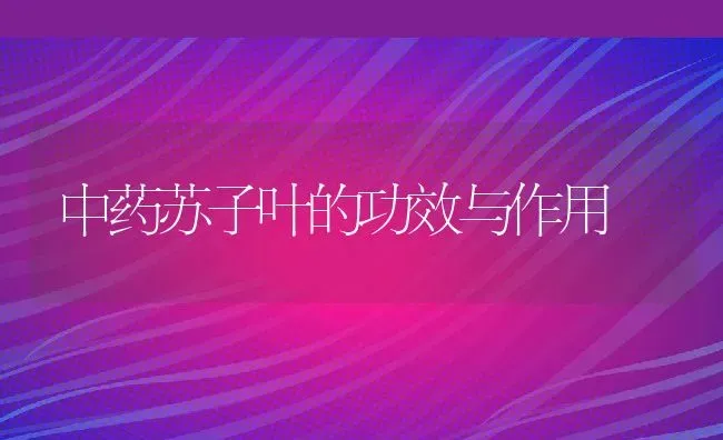 中药苏子叶的功效与作用 | 养殖资料投稿
