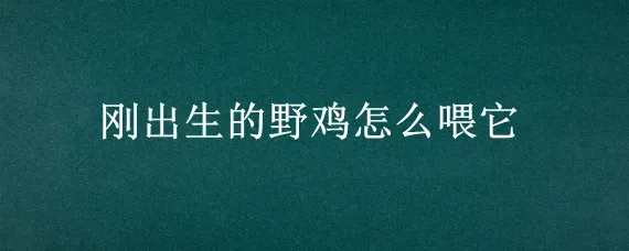 刚出生的野鸡怎么喂它