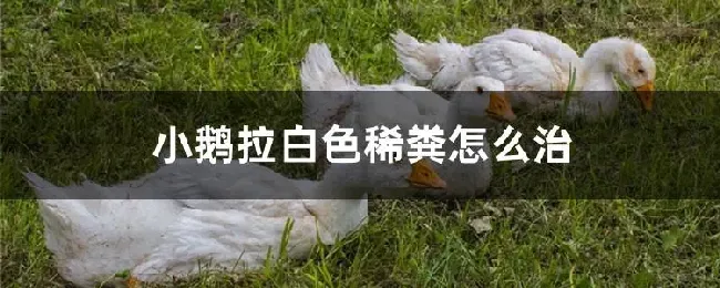 小鹅拉白色稀粪怎么治