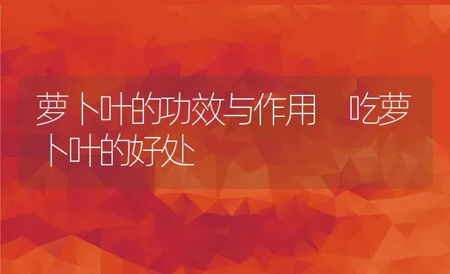 萝卜叶的功效与作用 吃萝卜叶的好处 | 养殖资料投稿