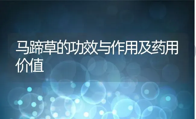 马蹄草的功效与作用及药用价值 | 养殖资料投稿