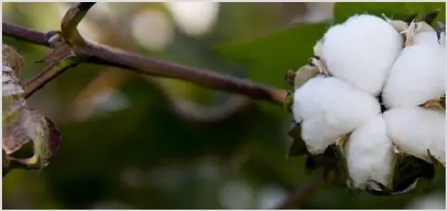 种棉花一亩地收入多少？需要投资多少钱 | 热门养殖项目