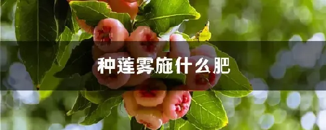 种莲雾施什么肥