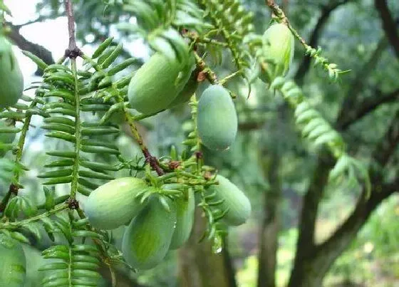 种植前景|香榧树种植条件 适合生长的气候条件