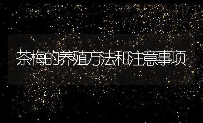 茶梅的养殖方法和注意事项 | 养殖资料投稿