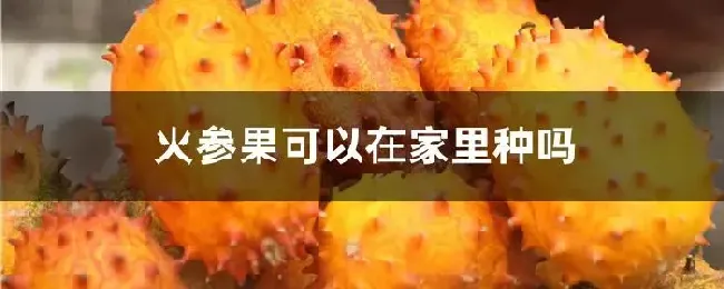 火参果可以在家里种吗