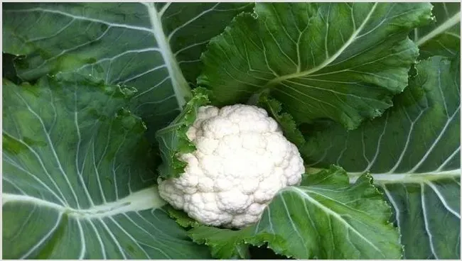 花菜种植效益怎么样，能赚钱吗 | 致富养殖项目