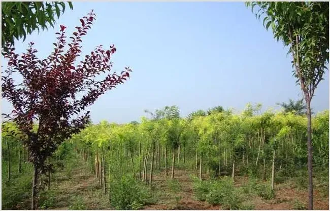 种植什么树苗最赚钱？ | 致富养殖项目