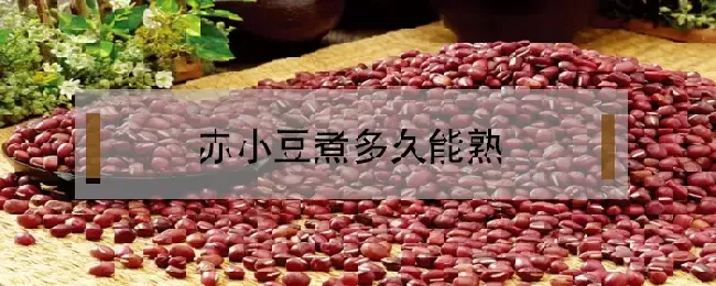 赤小豆煮多久能熟