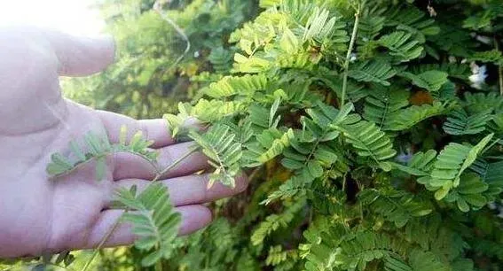 鸡骨草的功效与作用 鸡骨草的禁忌副作用