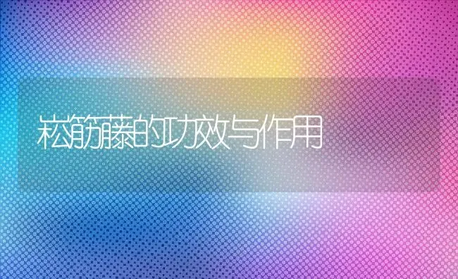 崧筋藤的功效与作用 | 养殖资料投稿