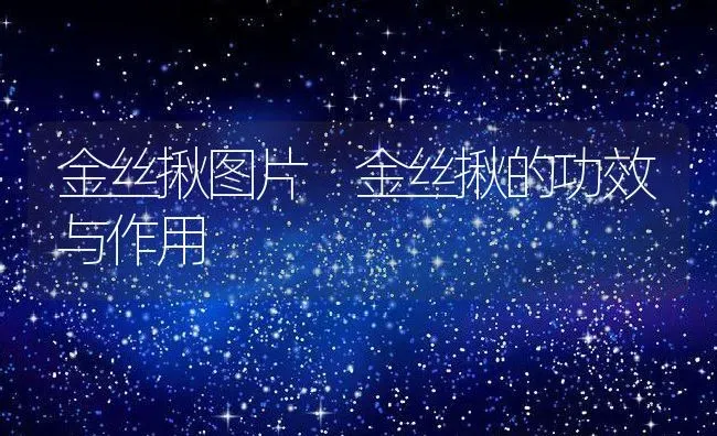 金丝揪图片 金丝揪的功效与作用 | 养殖资料投稿