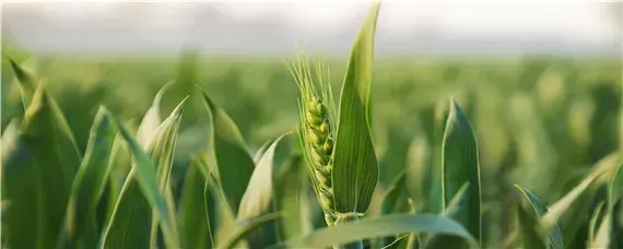 春节后种小麦行吗