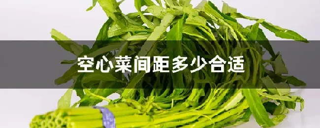 空心菜间距多少合适