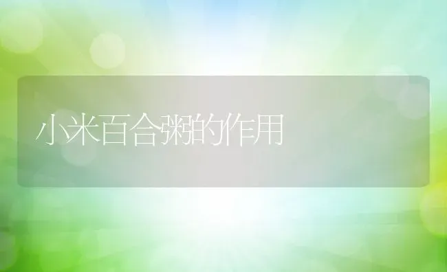 小米百合粥的作用 | 养殖资讯