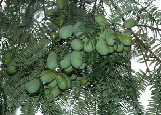 种植前景|香榧树种植条件 适合生长的气候条件