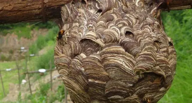 一窝胡蜂有多少蜂王？怎么辨别