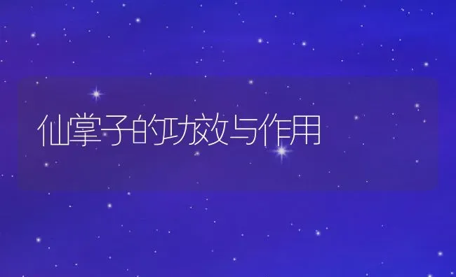 仙掌子的功效与作用 | 养殖资料投稿