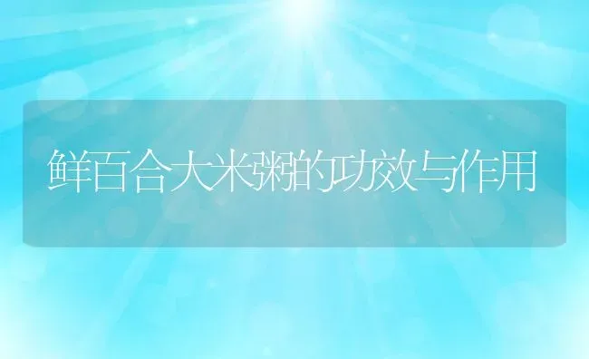 鲜百合大米粥的功效与作用 | 养殖资讯