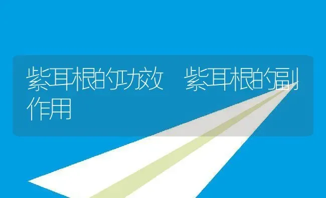 紫耳根的功效 紫耳根的副作用 | 养殖资料投稿