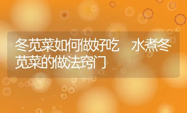 冬苋菜如何做好吃 水煮冬苋菜的做法窍门 | 养殖资料投稿