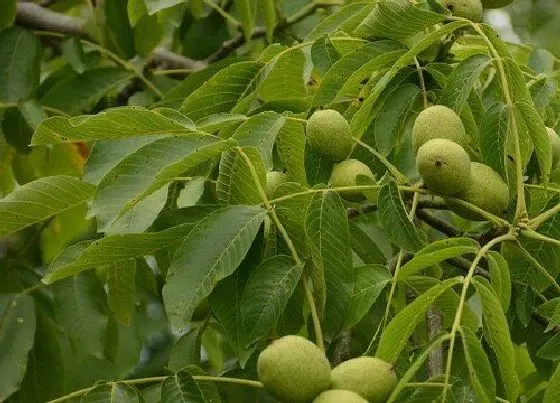树木|新疆适合种什么树