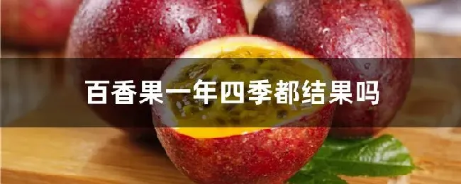 百香果一年四季都结果吗