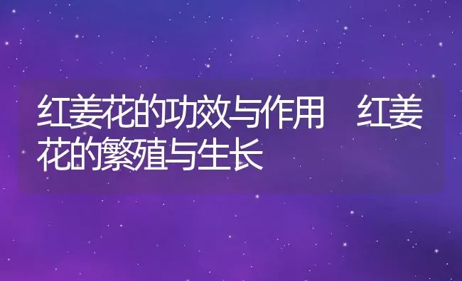 红姜花的功效与作用 红姜花的繁殖与生长 | 养殖资料投稿