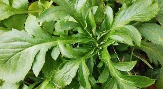 攀倒甑的药用价值 攀倒甑的食用方法