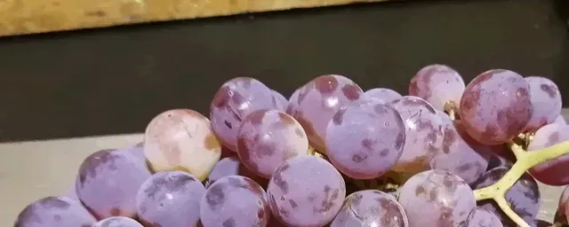 葡萄树怎么管理