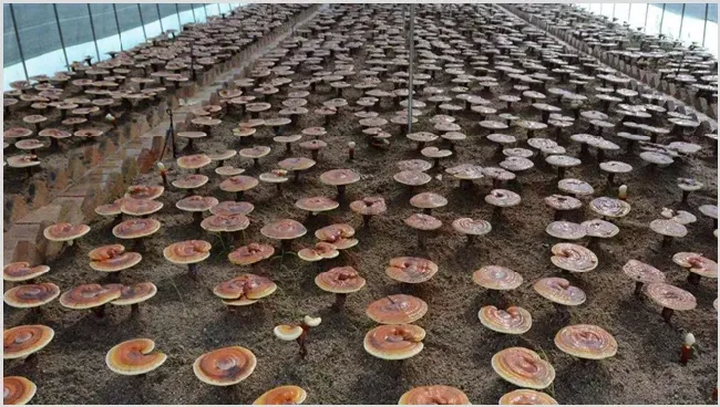灵芝种植效益分析 | 热门养殖项目