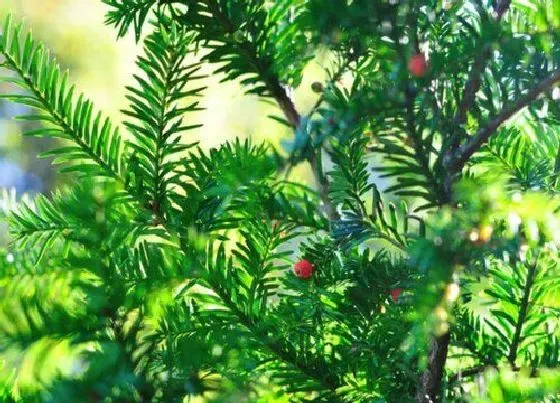 种植前景|红豆杉种植条件 适合生长环境的温度