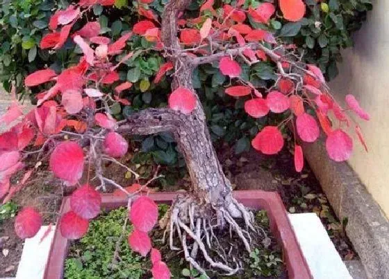 种植前景|黄栌北方可以种吗